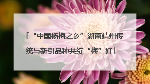 “中国杨梅之乡”湖南靖州传统与新引品种共绽“梅”好