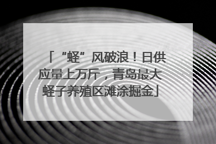 “蛏”风破浪！日供应量上万斤，青岛最大蛏子养殖区滩涂掘金