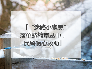 “迷路小狍崽”落单蜷缩草丛中，民警暖心救助