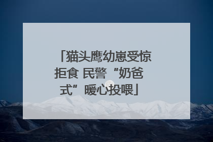 猫头鹰幼崽受惊拒食 民警“奶爸式”暖心投喂