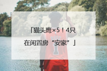 猫头鹰×5！4只在闲置房“安家”
