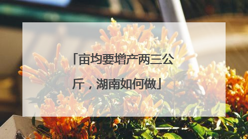 亩均要增产两三公斤，湖南如何做
