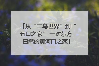从“二鸟世界”到“五口之家” 一对东方白鹳的黄河口之恋