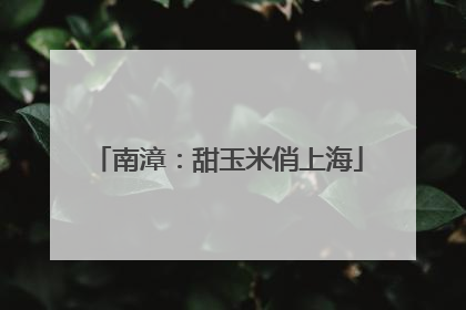 南漳：甜玉米俏上海