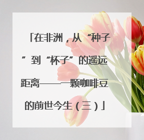 在非洲，从“种子”到“杯子”的遥远距离——一颗咖啡豆的前世今生（三）