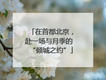 在首都北京，赴一场与月季的“倾城之约”