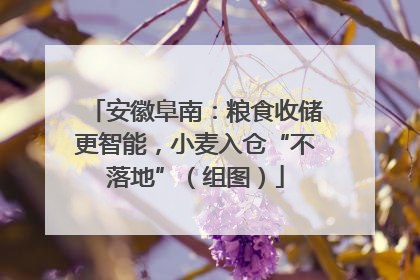 安徽阜南：粮食收储更智能，小麦入仓“不落地”（组图）