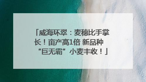 威海环翠：麦穗比手掌长！亩产高1倍 新品种“巨无霸”小麦丰收！