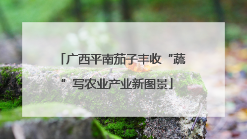 广西平南茄子丰收“蔬”写农业产业新图景