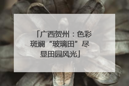 广西贺州：色彩斑斓“玻璃田”尽显田园风光