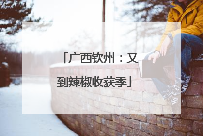 广西钦州：又到辣椒收获季