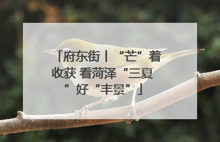 府东街丨“芒”着收获 看菏泽“三夏”好“丰景”