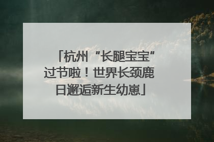 杭州“长腿宝宝”过节啦！世界长颈鹿日邂逅新生幼崽