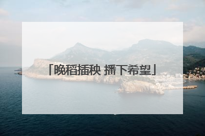 晚稻插秧 播下希望