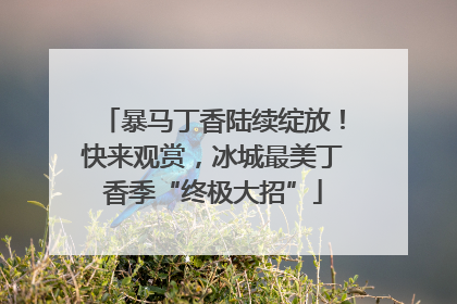 暴马丁香陆续绽放！快来观赏，冰城最美丁香季“终极大招”