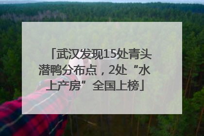 武汉发现15处青头潜鸭分布点，2处“水上产房”全国上榜