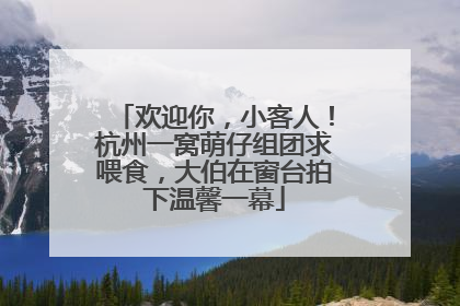 欢迎你，小客人！杭州一窝萌仔组团求喂食，大伯在窗台拍下温馨一幕