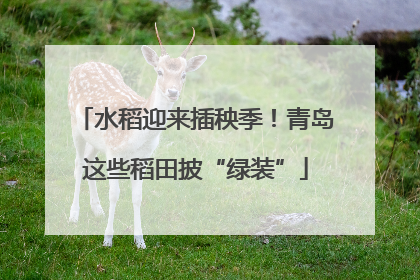 水稻迎来插秧季！青岛这些稻田披“绿装”