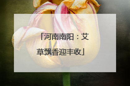 河南南阳：艾草飘香迎丰收