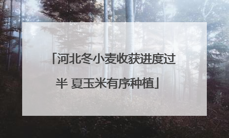 河北冬小麦收获进度过半 夏玉米有序种植
