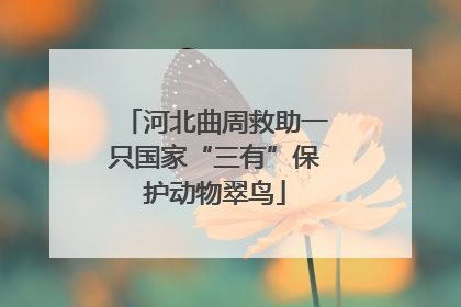 河北曲周救助一只国家“三有”保护动物翠鸟