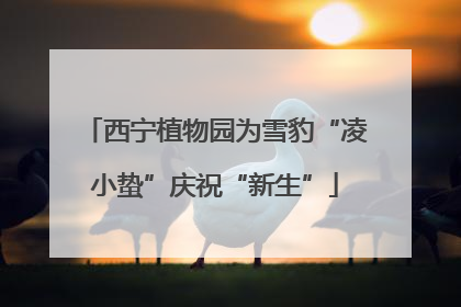 西宁植物园为雪豹“凌小蛰”庆祝“新生”