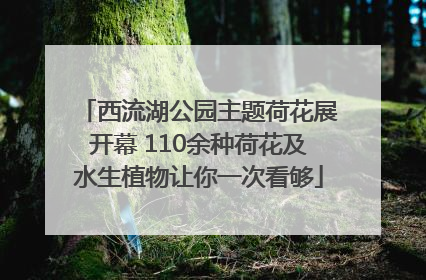 西流湖公园主题荷花展开幕 110余种荷花及水生植物让你一次看够