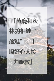 黄麂和灰林鸮相继“落难”，十堰好心人接力施救
